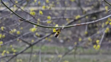 Cornus Officinalis 'in sarı çiçekleri. Yaklaş ve bal arısı. Baharın ilk saatlerinde bahçede.