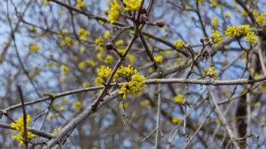 Çiçekli Cornus resmi çiçekleri, dallardaki küçük sarı çiçekler. Baharın ilk saatlerinde bahçede