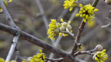 Cornus 'un çiçeklerinin enfeksiyonu yakın plan, dallarda küçük sarı çiçekler. Baharın ilk saatlerinde bahçede