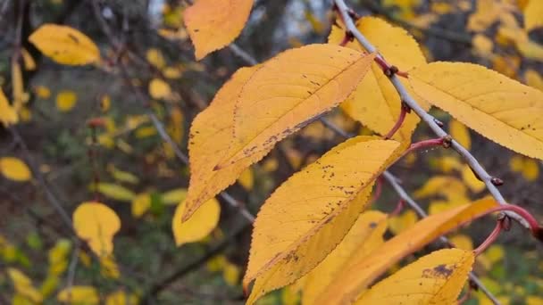 Herbstblätter Einem Baum Wald Nahaufnahme — Stockvideo