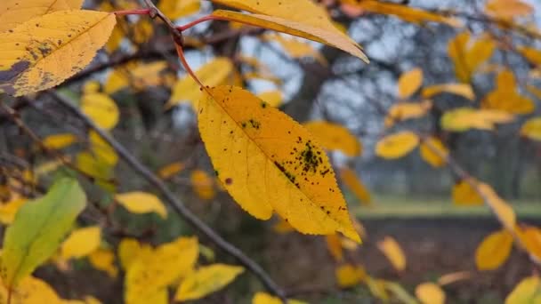 Żółta Jesień Wiśnia Liście Zbliżenie Ogrodzie Cienkich Gałęziach — Wideo stockowe