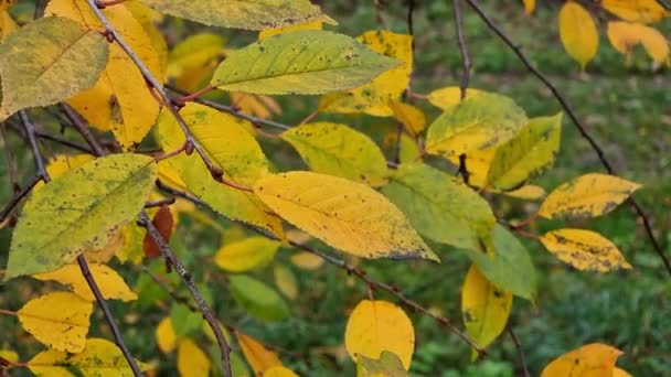 森の中の木の上の野生の桜の秋の黄色の葉 クローズアップ — ストック動画
