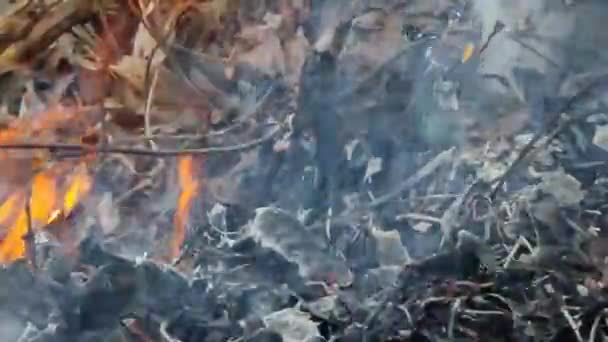 Égő Levelek Ágak Tűz Közelről Máglya Erdőtüzek Környezetvédelmi Problémák — Stock videók