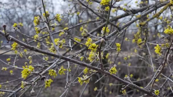 Цветущие Желтые Цветы Cornus Officinalis Много Цветов Ветвях Ранняя Весна — стоковое видео