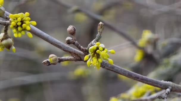 Bloeiende Gele Bloemen Van Cornus Officinalis Close Vroege Lente Tuin — Stockvideo