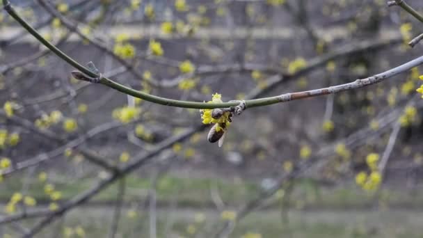 Цветущие Желтые Цветы Cornus Officinalis Крупным Планом Медовая Пчела Ранняя — стоковое видео