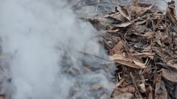 Füst Erdő Leveleiből Ágaiból Tűz Földön — Stock videók
