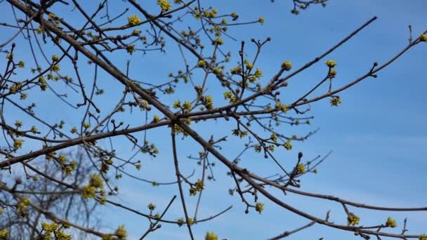 Цветущие Маленькие Красивые Желтые Цветы Cornus Officinalis Синем Фоне Ранняя — стоковое видео