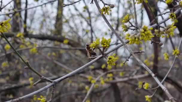 黄色の花を咲かせる蜂の受粉コーニスのオフィナリスがクローズアップされます 庭の早春 — ストック動画