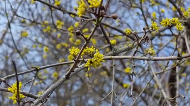 Цветущий Cornus Officinalis Маленькие Желтые Цветы Ветвях Ранняя Весна Саду — стоковое видео