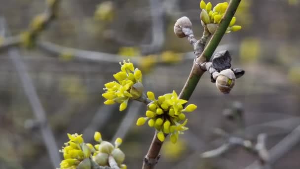 Ветка Маленькими Красивыми Желтыми Цветами Cornus Officinalis Крупным Планом Весна — стоковое видео