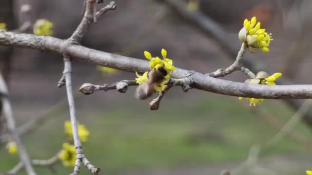 果実木の春の花の受粉 蜂のクローズアップは蜜を収集します 開花コーニス Officinalis — ストック動画