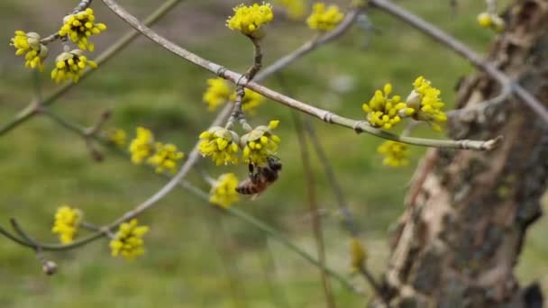Крупный План Пчелы Опыляет Маленькие Желтые Цветы Cornus Officinalis Ветке — стоковое видео