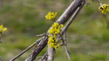 Cornus officinalis 'in küçük güzel çiçekleri bir dalda sallanıyor. Baharın ilk saatlerinde bahçede