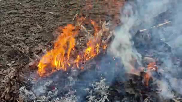 Száraz Füvet Leveleket Éget Kertben Tűz Füst — Stock videók