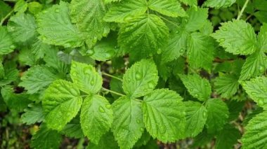 Üzerinde çiy damlaları olan yeşil ahududu yaprakları..