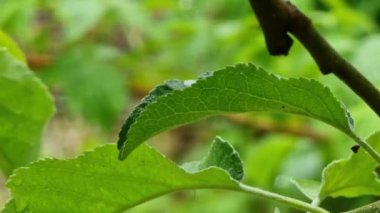 Bir elma ağacının yaprağı yeşil bir bahar bahçesinin arka planında sallanıyor..