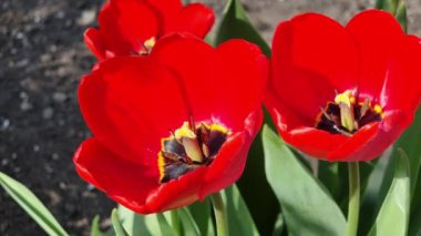 Baharda bahçedeki çalıların dallarında genç yasemin yaprakları..