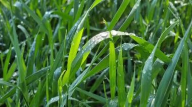Sabah çiğ taneli yeşil çimenler. Doğal arkaplan.