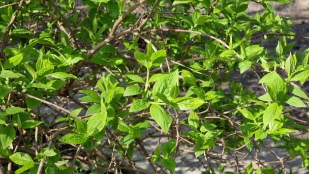 春に庭の茂みの枝に若いジャスミンの緑の葉 — ストック動画