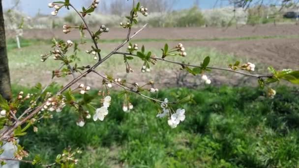 Вишневая Весна Цветение Фруктовых Деревьев Белые Цветы Ветвях Дерева — стоковое видео