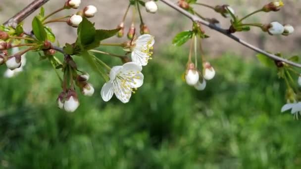 Цветение Вишни Весной Крупный План Белых Цветов — стоковое видео