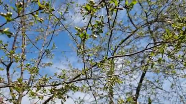 Blossoming Branch Wild Cherry Blue Sky — Stock Video