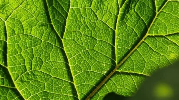 Zielony Liść Łopianu Tekstura Żyły Oświetlone Słońcem Makro Zbliżenie Streszczenie — Wideo stockowe