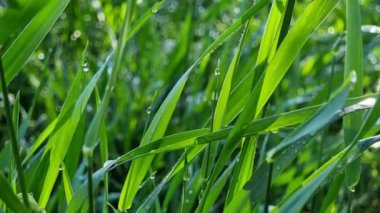 Sabah çiğ taneli yeşil çimenler. Doğal arkaplan.