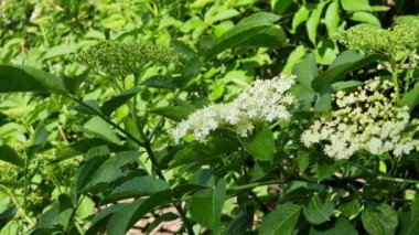 Yeşil yapraklardan oluşan arka planda elderberry 'nin beyaz çiçekleri. Alternatif tıp. Botanik