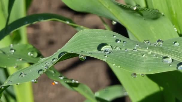 Drops Water Leaves Young Corn Early Spring Sunny Weather Morning — Stock Video