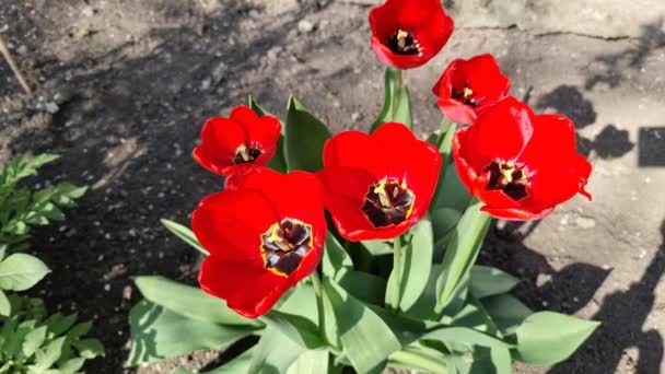 Beautiful Red Tulips Spring Garden Bush Flowers Flower Bed — Stock Video