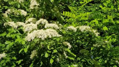 Sorbus aucuparia, gülgiller (Rosaceae) familyasından bir bitki türü..