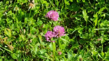 Yeşil bir çayırda çiçek açan pembe yoncalar. Trifolium çayırı.