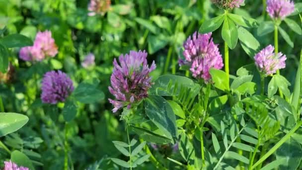 Clover Flowers Meadow Summer Day Nature Series — Stock Video