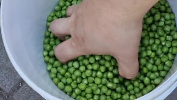 プラスチック製のバケツに緑のエンドウ豆 緑のエンドウ豆のボウルを保持する男の手のクローズアップ — ストック動画