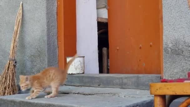 Gatito Rojo Entrada Del Granero Jugando Las Escaleras — Vídeos de Stock