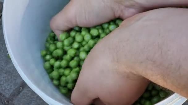 バケツに新鮮な緑のエンドウ豆を保持する男の手を閉じる — ストック動画