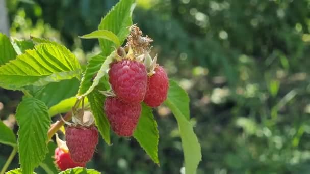 Ripe Raspberries Branch Green Leaves Garden — Stock Video