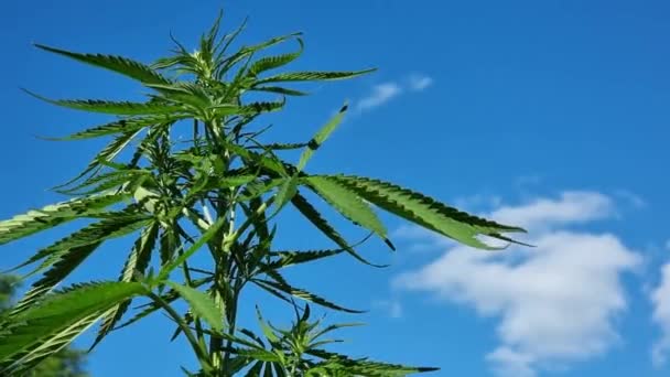 Cannabisplant Een Achtergrond Van Blauwe Lucht Met Wolken — Stockvideo