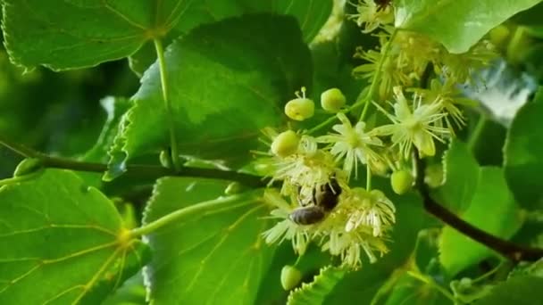 Kwitną Lipy Pszczoły Tilia Cordata Drzewo — Wideo stockowe