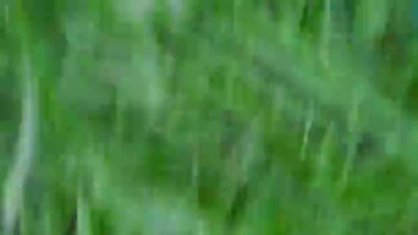 Abstrakt Rörelse Suddar Effekten Vår Eller Sommar Bakgrund Dimmigt Gräs — Stockvideo