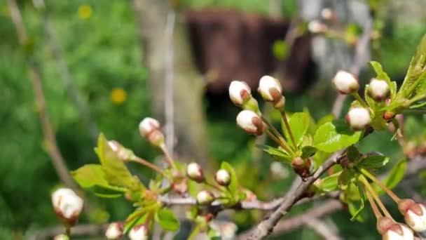 Белые Почки Весной Цветение Вишни Макро Фото Мелкой Глубиной Резкости — стоковое видео