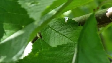 Bahçedeki kiraz ağacının yeşil yaprakları, yakın plan.
