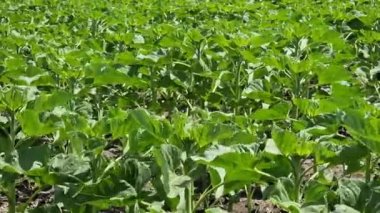 Yazın genç ayçiçeği tarlaları. Tarım arazisi.