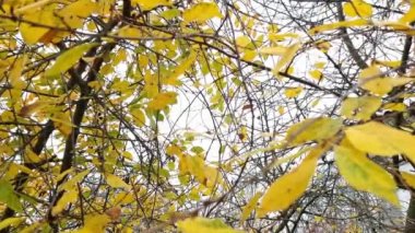 Sonbahar ormanındaki bir ağacın dallarında sarı yapraklar. Dinamik yakınlaştırma.
