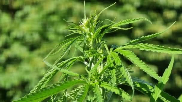 Cannabis Pflanze Mit Blättern Und Blüten Indica Mit Cbd — Stockvideo
