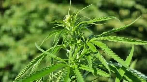 Pianta Cannabis Sativa Con Foglie Fiori Primo Piano — Video Stock