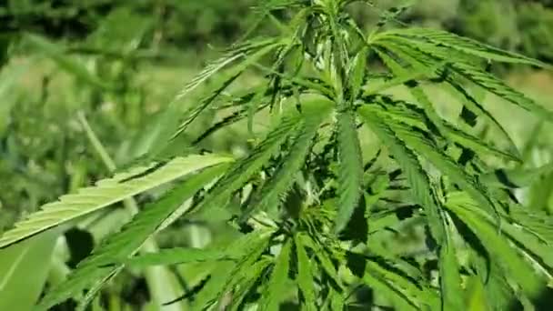 大麻工場 緑の草を背景にしたマリファナの緑の葉 — ストック動画