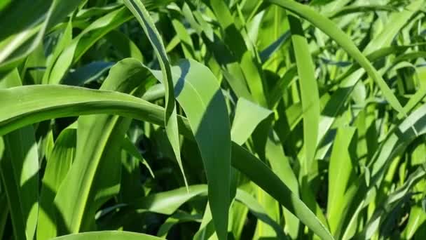 Maïs Vert Dans Les Champs Gros Plan Contexte Agricole — Video